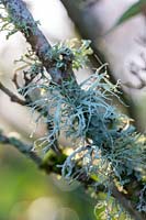 Ramalina farinacea, Farinose cartilage lichen, lichen on tree branch