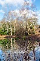 Rosemoor Garden, R.H.S, Devon, winter view of the lake with Silver Birches reflected.