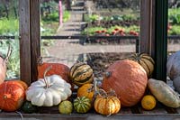 Autumn greenhouse, with squashes and pumpkins