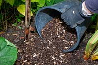 Placing well rotted wood chips around the base of a banana plant to give its crown winter protection