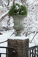 Winter decorations - urn on pillar decorated with Pinus - Pine