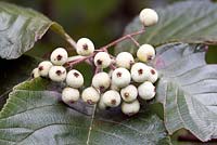 Sorbus thibetica - white berries on Tibetan Whitebeam. 