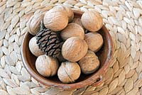 Juglans regia - Walnuts with pine cone in small display dish.