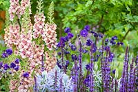 Verbascum 'Merlin', Salvia nemerosa 'Caradonna', Aquilegia and Camassia at Morgan Stanley Healthy Cities Garden - RHS Chelsea Flower Show 2015. Sponsor : Morgan Stanley.