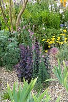 Hylotelephium - Sedum,  Artemisia and Achillea x Schwellenberg - Beth Chatto: The Drought Resistant Garden  -  RHS Hampton Court Garden Festival 2019 - Design: David Ward