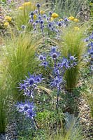 Stipa tenuissima, Eryngium bourgatii and Achillea x Schwellenberg - Beth Chatto: The Drought Resistant Garden  -  RHS Hampton Court Garden Festival 2019 - Design: David Ward
