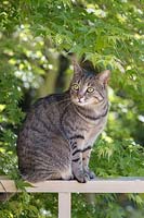 Tabby Cat and Japanese maple