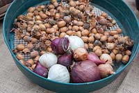 Riddle with red, and white Onions, Shallots and Corylus avellana - hazelnuts 