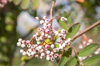 Sorbus cashmiriana - Rowan