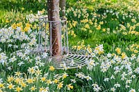 Circular metal seat around young tree, underplanted with various narcissus - daffodils including  Narcissus lobularis and N. 'Jack Snipe'.