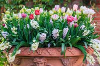 Ornate terracotta pot of hyacinths and tulips in cream, pink and mauve. Including peony-flowered Tulipa 'Belicia' and pink parrot tulips. The Old Vicarage, East Ruston, Norfolk, UK.