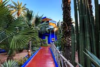 Red and blue painted pathway flanked by palms and cactii. The iconic blue and yellow building at the end gleams in the early morning sunlight. Le Jardin Majorelle, Majorelle Garden, Marrakech