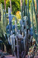 Various cactii including Marginatocereus marginatus, Cephalocereus senilis 
 -Old Man of Mexico, Persian Cat Cactus, Pilosocereus azureus, Pachycereus pringlei, and Opuntia robusta. Le Jardin Majorelle, Majorelle Garden, Marrakech
