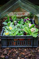 Simple way of growing on auriculas without a cold frame.