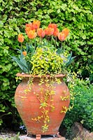 Tulipa 'Prinses Irene' with variegated periwinkle Vinca minor 'Illumination' in terracotta pot in front of beech hedge.