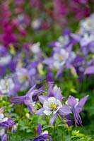 Two toned white and purple flowered Aquilegia Nightingale growing in a border.