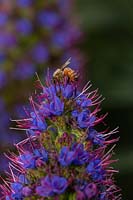 A European bee, Apis melifera, feeding on Pride of maderia, Echium fastuosum 'Candicans'.