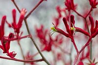 Close up of an Kangaroo paw, Anigozanthos, with bright red velvety flowers.