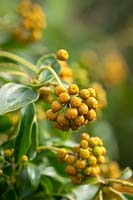 Hedera helix f. poetarum. Poet's ivy. Showing amber winter colouring of berries.
