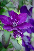 Clematis Amethyst Beauty - 'Evipo043'. Clematis petal turned green - possibly as a result of too much rain.