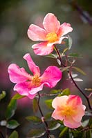 Rosa x odorata 'Mutabilis' syn. Rosa chinensis 'Mutabilis' - Tea Rose