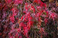 Acer palmatum 'Inaba-shidare' AGM -  Dissectum group - Japanese maple