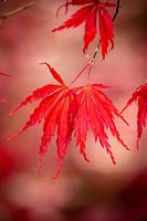 Acer palmatum 'Burgundy Lace' AGM - Japanese maple