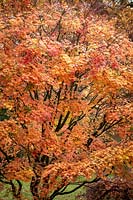 Acer palmatum 'Deshojo' - Corallinum Group - Japanese maple