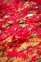 Acer palmatum 'Trompenburg' AGM - Japanese maple.