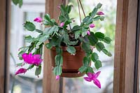 Christmas cactus in a conservatory - Schlumbergera.
