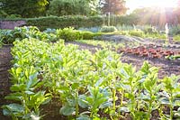 Walled garden with vegetables - broadbeans in foreground.
