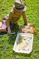 Boy looking at plastic tray with wildlife caught in pond.