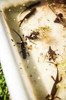 Newts in tray. 