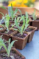 Cornflower seedlings in biodegradable pots.