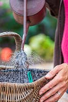 Woman watering newly sown seeds in wicker basket.