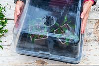 Woman adding lid to tray of cuttings placed in propagator.