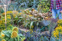 Woman removing Sweetcorn stalks in wheelbarrow, tidying up vegetable garden