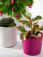 Collection of houseplants: Schlumbergera - Christmas Cactus with succulents in pots on a table including Kalanchoe blossfeldiana - Flaming Katy