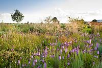 Prairie or naturalistic planting, plants include: Liatris spicata, Stipa gigantea, Eryngium, Monarda, Pennisetum messaicum 'Red Bunny Tails'