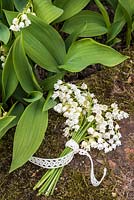 Convallaria majalis - Lily of the Valley posy tied with lace