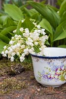 Convallaria majalis - Lily of the Valley - posy displayed in vintage tea cup with growing plant foliage in background