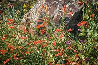 Epilobium canum ssp. garrettii - California Fuchsia - by a rock