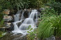 Fast-moving waterfall over rocks, plants nearby: Eleagnus angustifolia and Pennisetum alopecuroides 'Hameln' 
