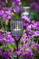 Garden candle holders placed amongst Lunaria annua - Purple Honesty  
