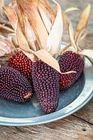 Zea mays - Ornamental Strawberry Corn - on a pewter plate
