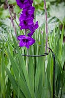 Hoop plant support around Gladiolus 'Purple Flora'.