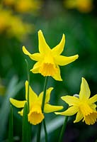 Narcissus 'February Gold' - Daffodils