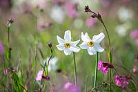 Narcissus poeticus var. recurvus AGM - Old pheasant's eye - with Red campion - Silene dioica - in the wildflower meadow