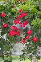 Window box with Pelargonium 'Tornado Red' and Quamoclit coccinea syn. Ipomoea coccinea - Scarlet morning glory