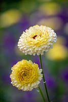 Calendula officinalis 'Snow Princess' - English Marigold, Pot Marigold.